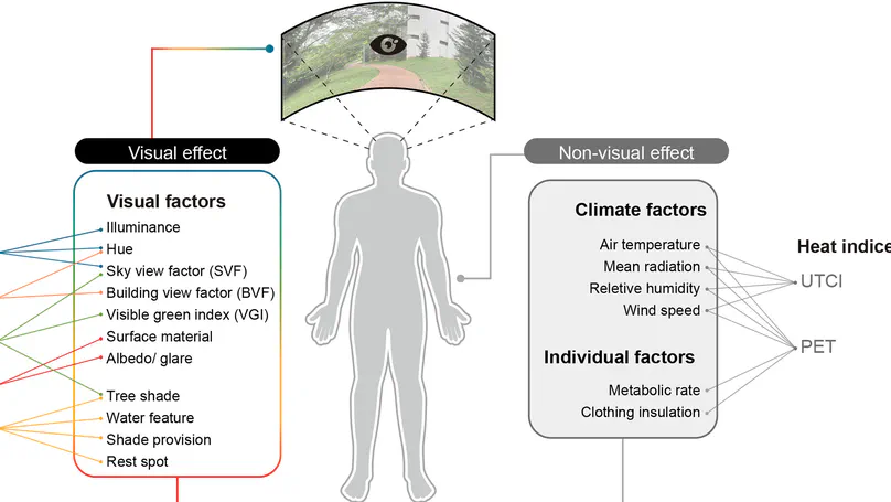 Visual determinants of outdoor thermal comfort: integrating explainable AI and perceptual assessments
